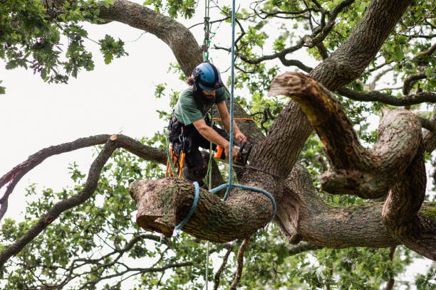 How Our Tree Care Process Works  in  Browntown, PA