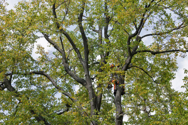 Reliable Browntown, PA Tree Care Solutions