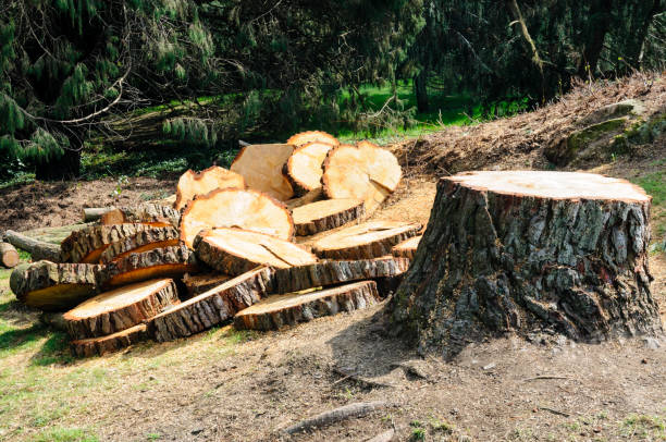 Best Tree Health Inspection  in Browntown, PA